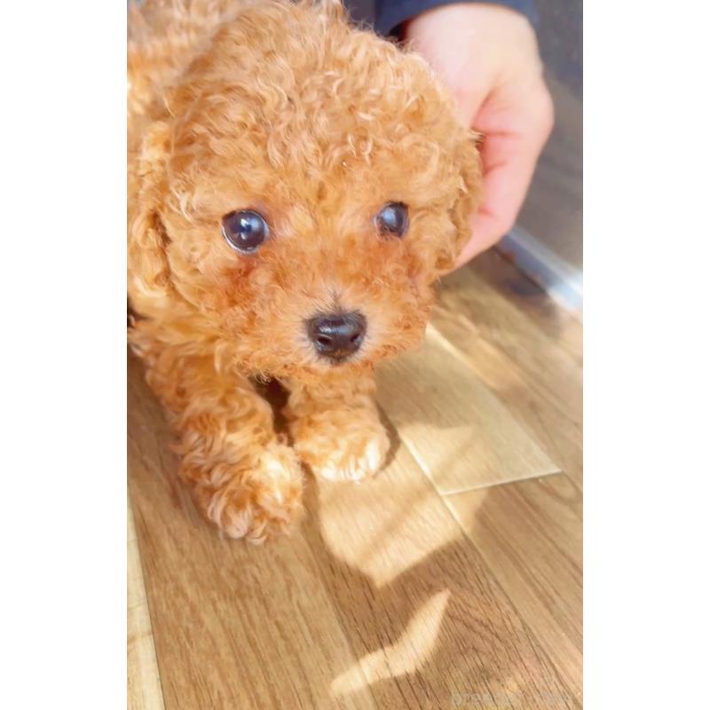 販売中の千葉県のタイニープードル-441765の22枚目