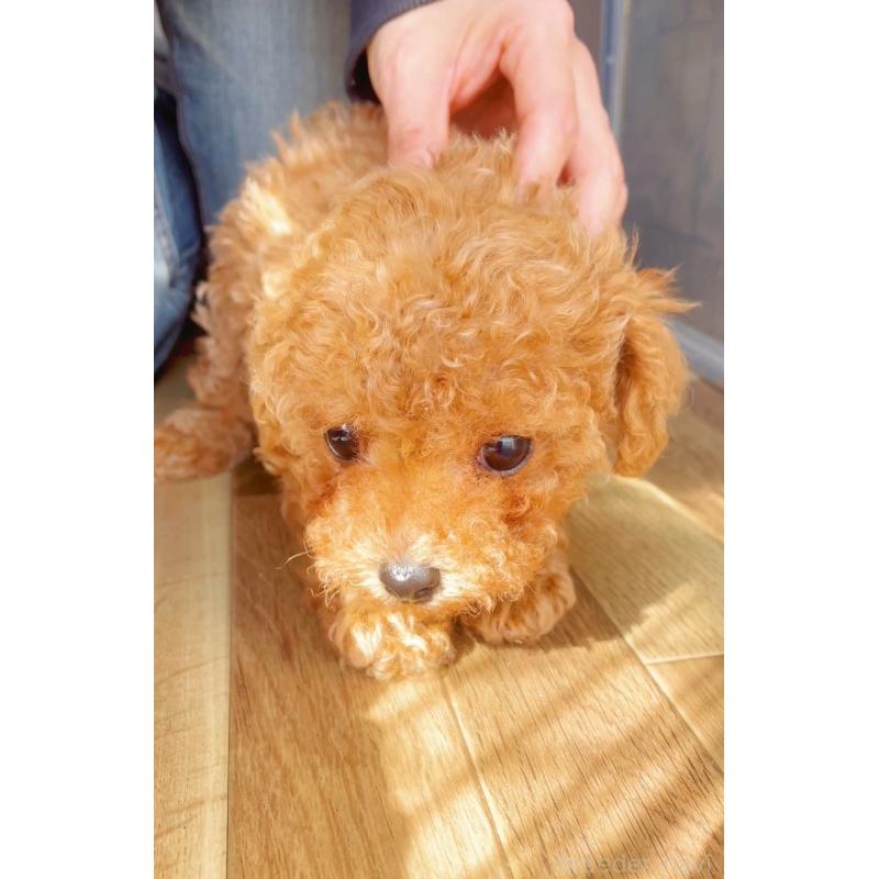販売中の千葉県のタイニープードル-441765の21枚目