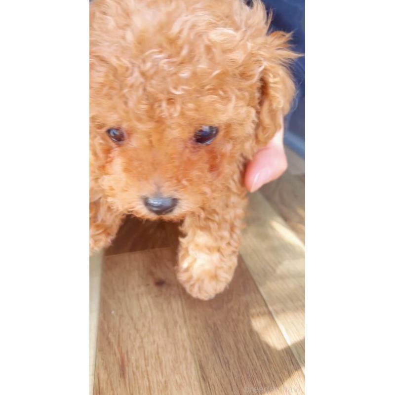 販売中の千葉県のタイニープードル-441765の20枚目