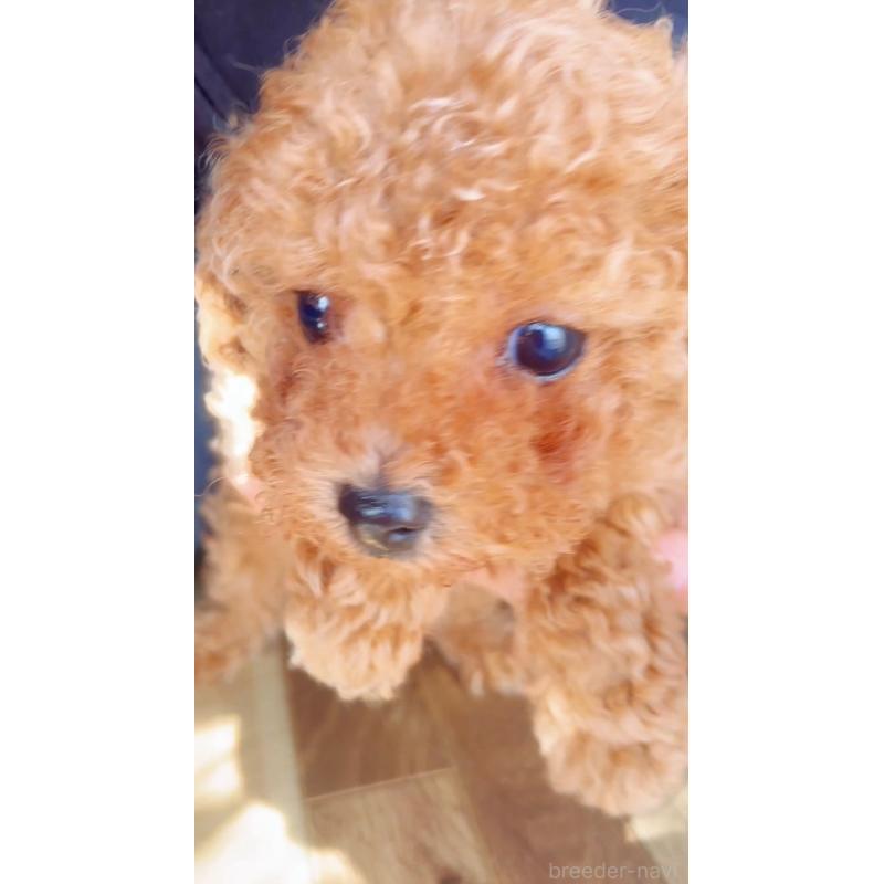 販売中の千葉県のタイニープードル-441765の19枚目