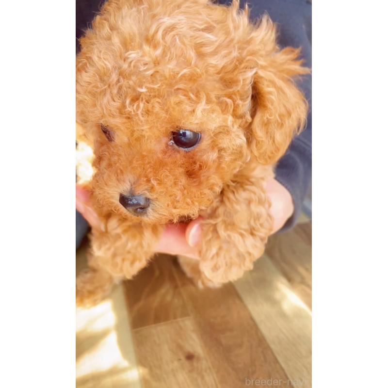 販売中の千葉県のタイニープードル-441765の18枚目