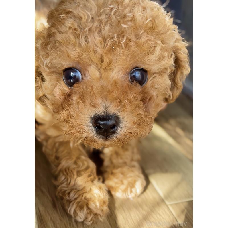 販売中の千葉県のタイニープードル-441765の17枚目