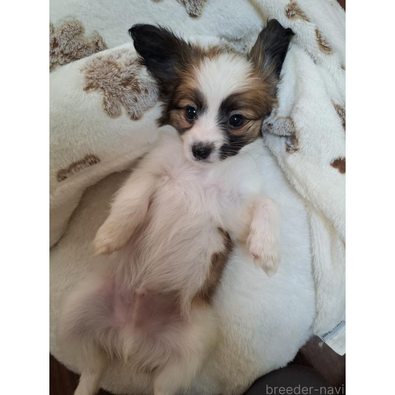 成約済の愛媛県のパピヨン-442923の9枚目