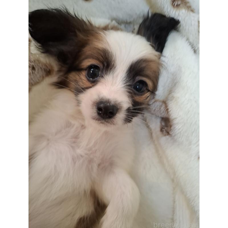 成約済の愛媛県のパピヨン-442923の7枚目