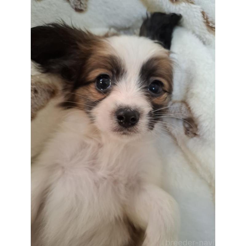 成約済の愛媛県のパピヨン-442923の6枚目