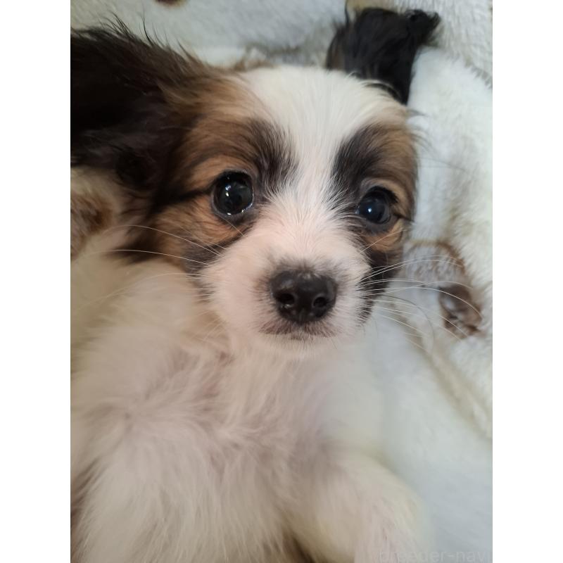 成約済の愛媛県のパピヨン-442923の5枚目