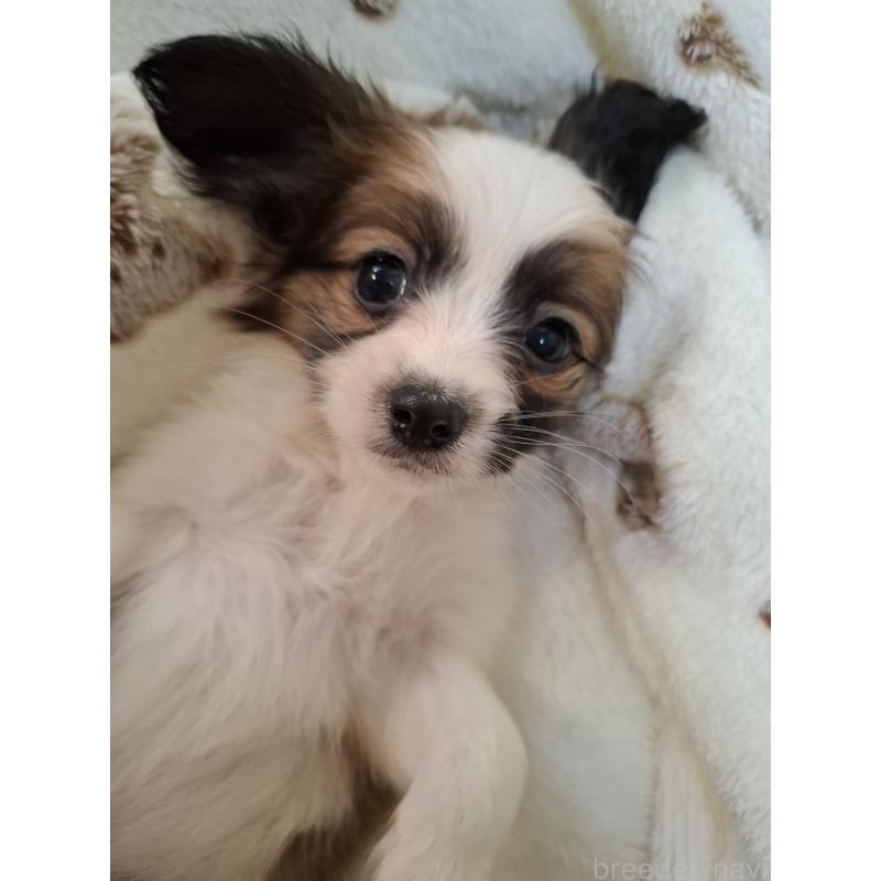 成約済の愛媛県のパピヨン-442923の4枚目