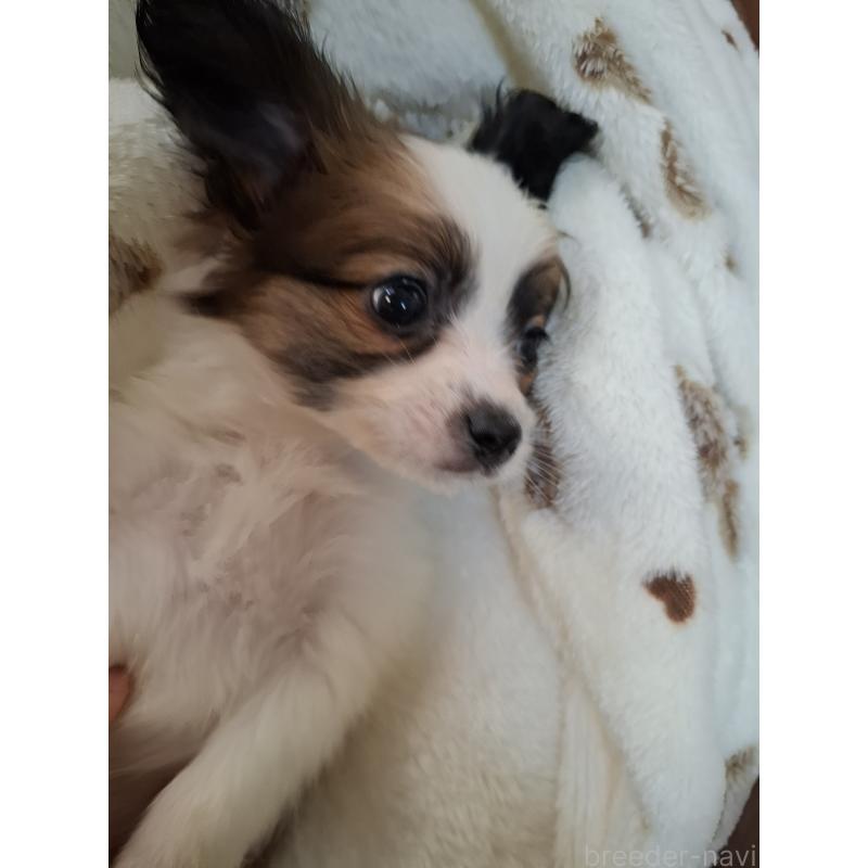 成約済の愛媛県のパピヨン-442923の2枚目