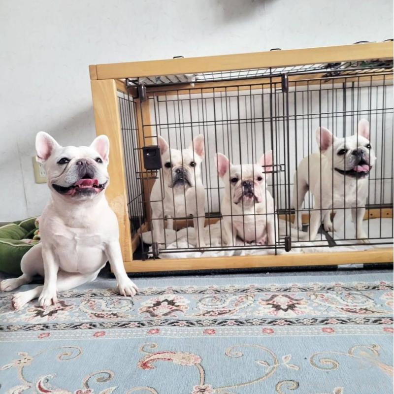 犬舎紹介の東京都の犬舎紹介-5389の3枚目