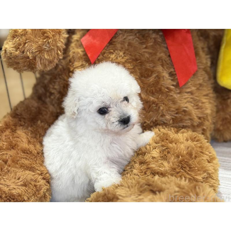 成約済の埼玉県のビションフリーゼ-440352の3枚目