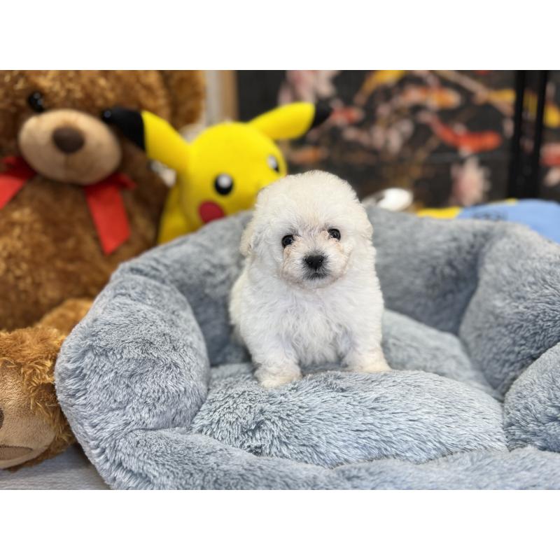 成約済の埼玉県のビションフリーゼ-440352の2枚目