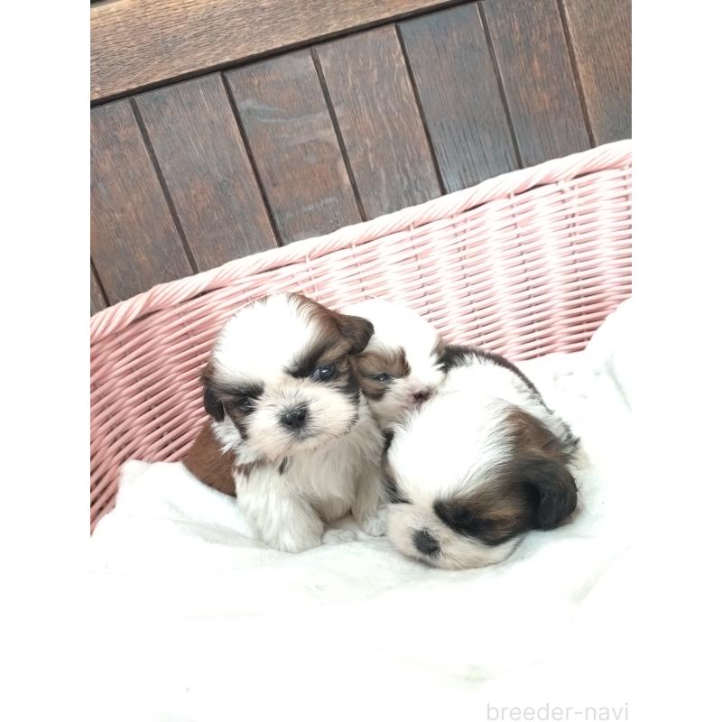 成約済の大阪府のシーズー-441768の3枚目