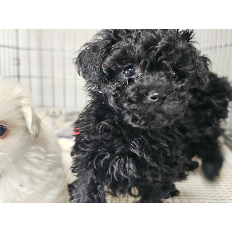 成約済の愛知県のトイプードル-442965の2枚目