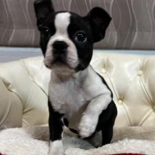 ♀︎ボストンテリア