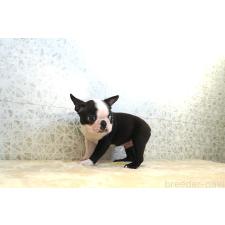 ♀︎ボストンテリア