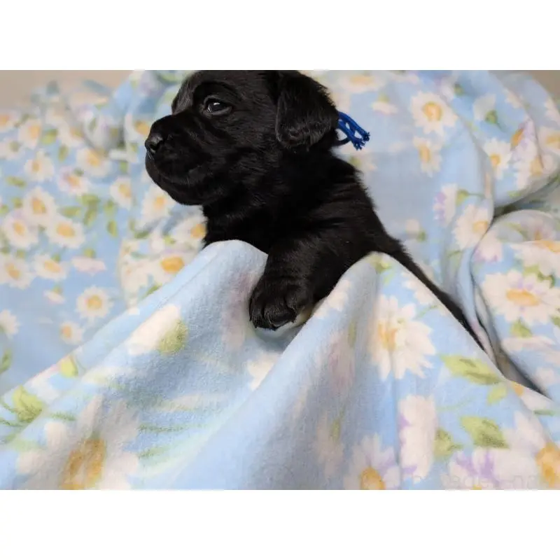 販売中の長野県のラブラドールレトリーバー-443211の2枚目