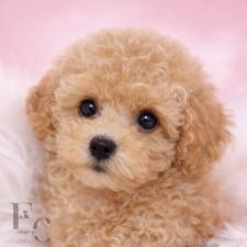 ♀︎タイニープードル