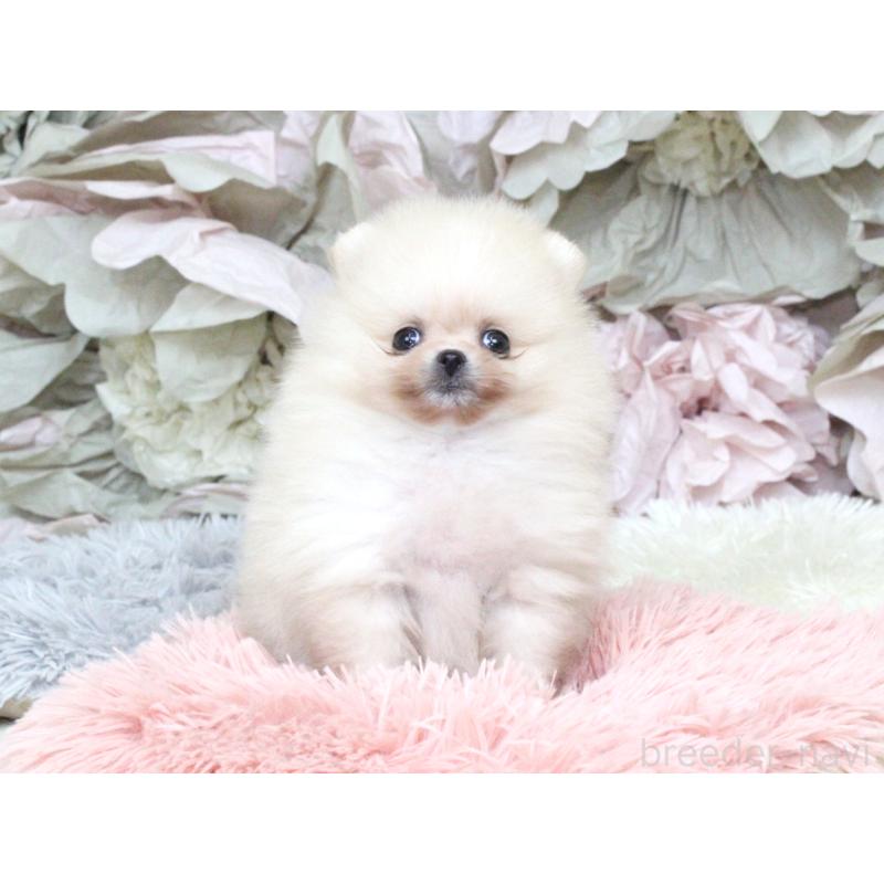 成約済の大阪府のポメラニアン-439131の8枚目