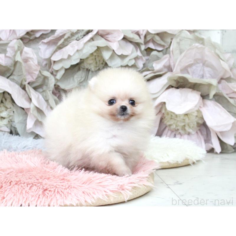 成約済の大阪府のポメラニアン-439131の7枚目