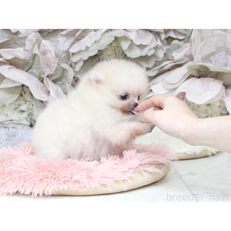 成約済の大阪府のポメラニアン-439131の5枚目