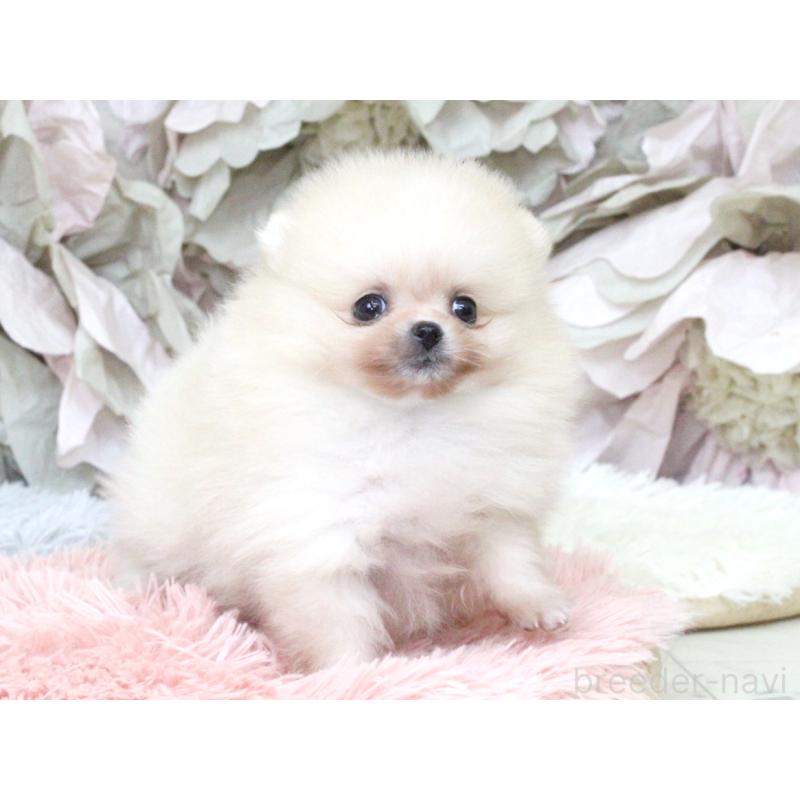 成約済の大阪府のポメラニアン-439131の2枚目