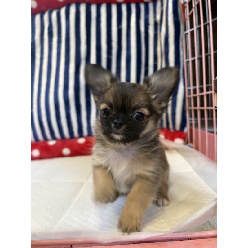 成約済の静岡県のチワワ(ロングコート)-442010の5枚目