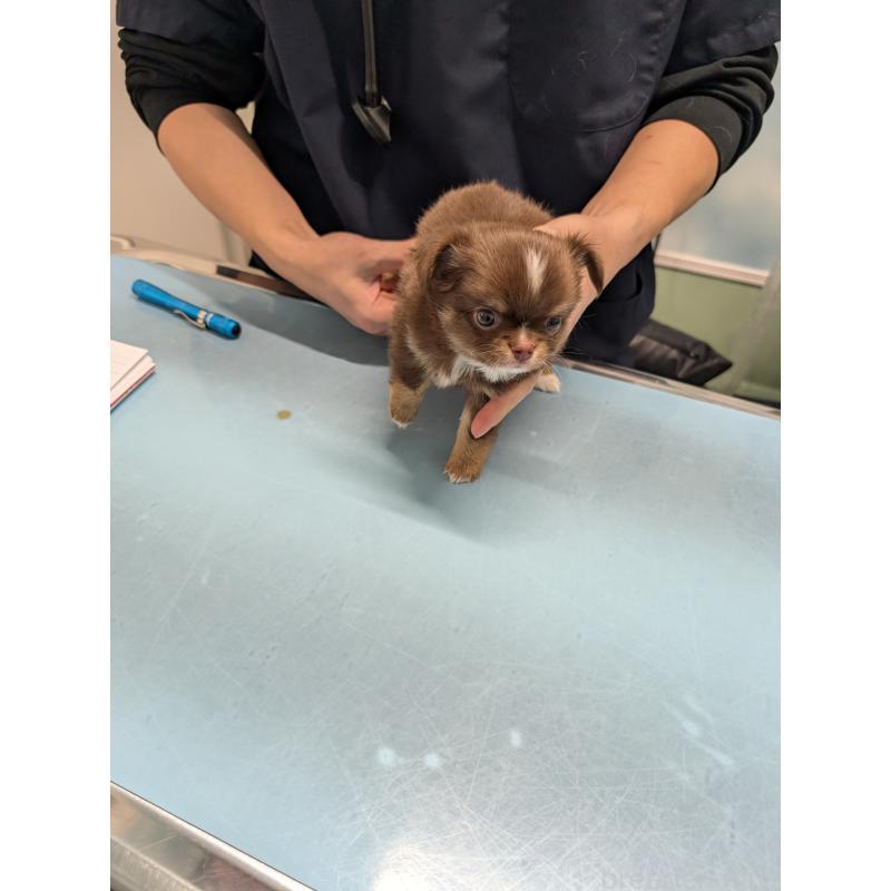 商談中の愛知県のチワワ(ロングコート)-442068の26枚目