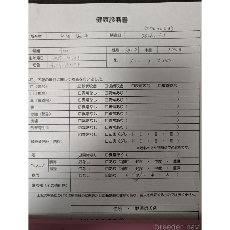 商談中の愛知県のチワワ(ロングコート)-442068の25枚目