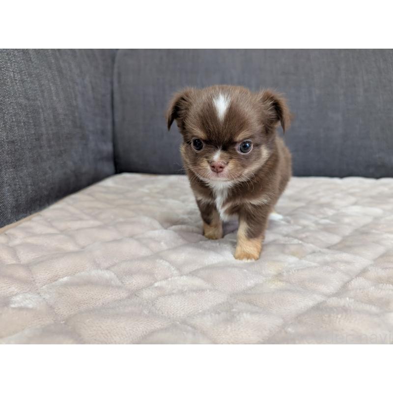 商談中の愛知県のチワワ(ロングコート)-442068の24枚目