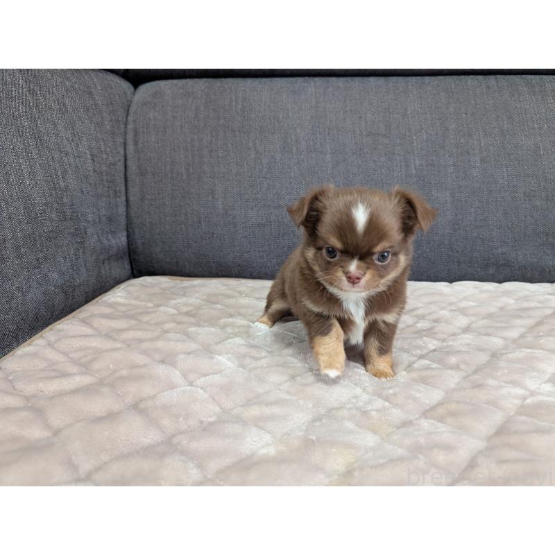 商談中の愛知県のチワワ(ロングコート)-442068の23枚目