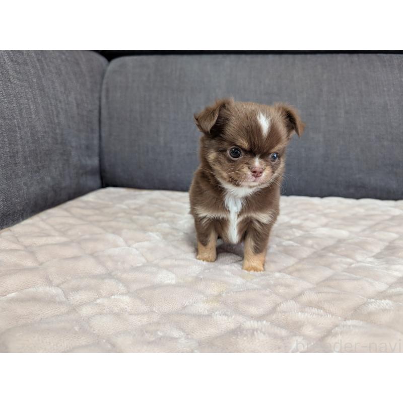 商談中の愛知県のチワワ(ロングコート)-442068の22枚目