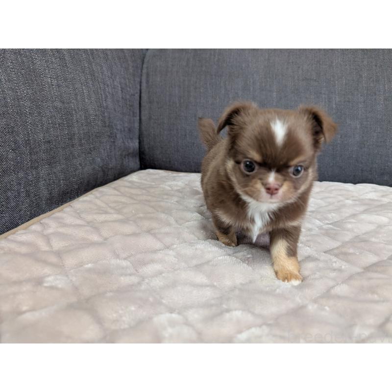 商談中の愛知県のチワワ(ロングコート)-442068の21枚目