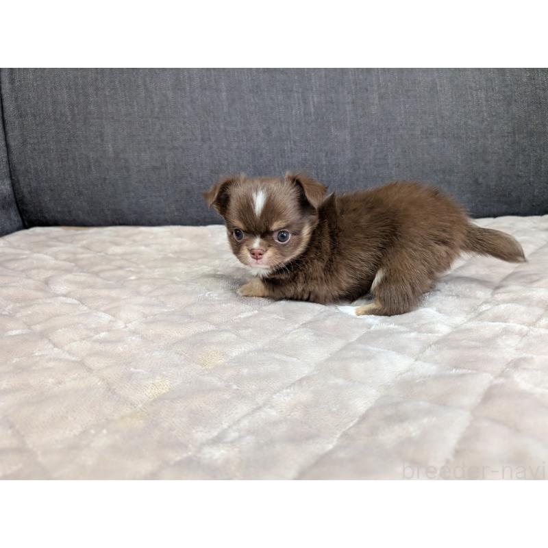 商談中の愛知県のチワワ(ロングコート)-442068の20枚目