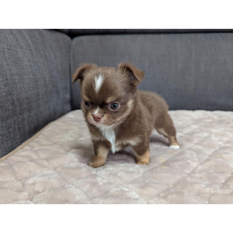 商談中の愛知県のチワワ(ロングコート)-442068の19枚目