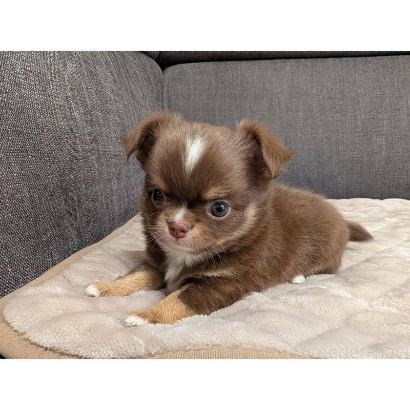 商談中の愛知県のチワワ(ロングコート)-442068の18枚目