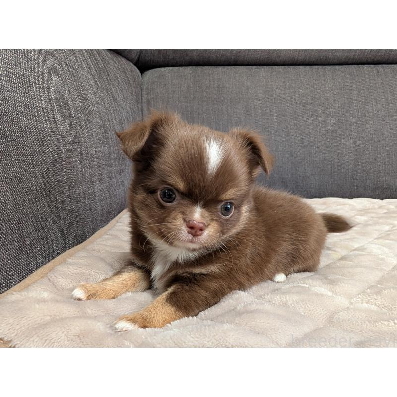 商談中の愛知県のチワワ(ロングコート)-442068の17枚目