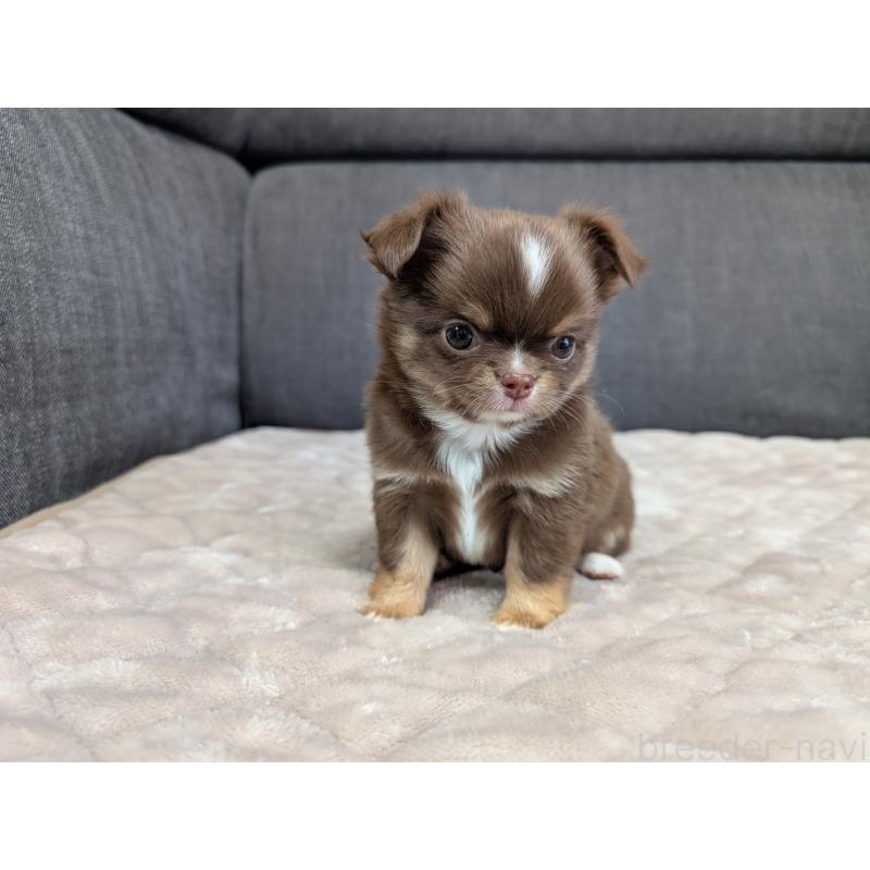 商談中の愛知県のチワワ(ロングコート)-442068の16枚目