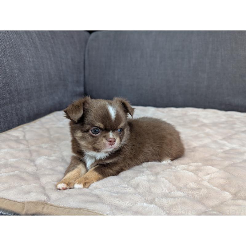 商談中の愛知県のチワワ(ロングコート)-442068の15枚目