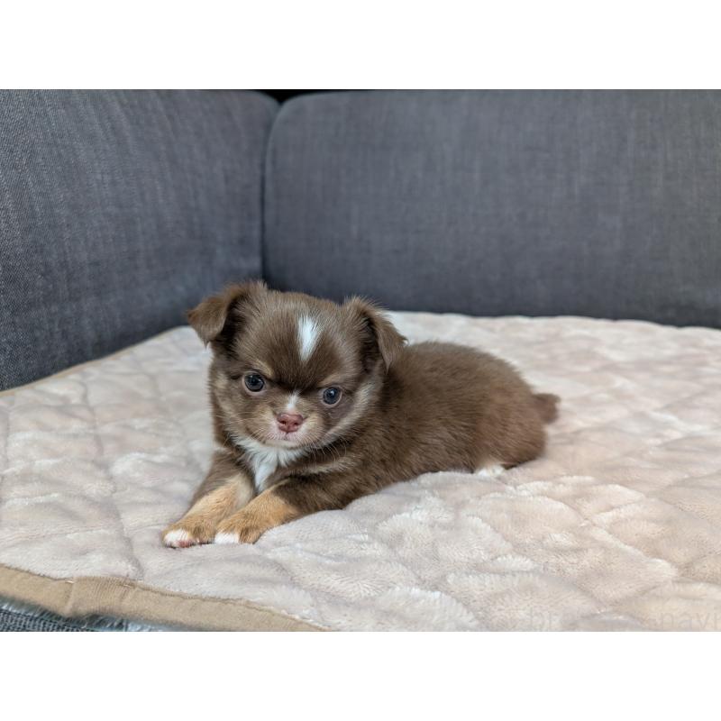 商談中の愛知県のチワワ(ロングコート)-442068の14枚目