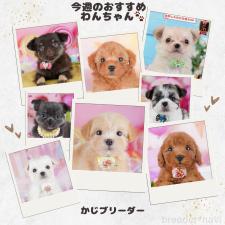 梶匡伸ブリーダー