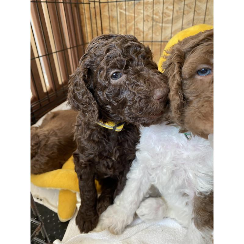 成約済の茨城県のスタンダードプードル-442674の2枚目