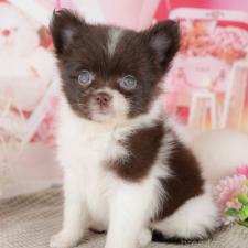 ♀︎ポメチワ:ポメラニアン×チワワ