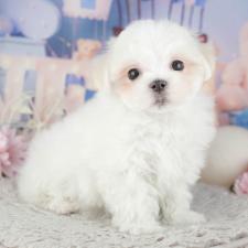 ♀︎マルチーズ