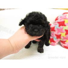 ♀︎トイプードル