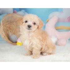 ♀︎マルプー:マルチーズ×トイプードル