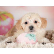 ♀︎マルプー:マルチーズ×トイプードル