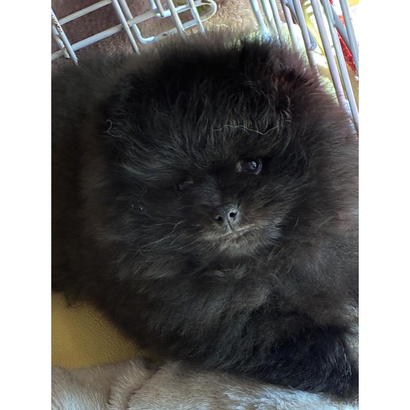 成約済の千葉県のポメラニアン-441582の3枚目