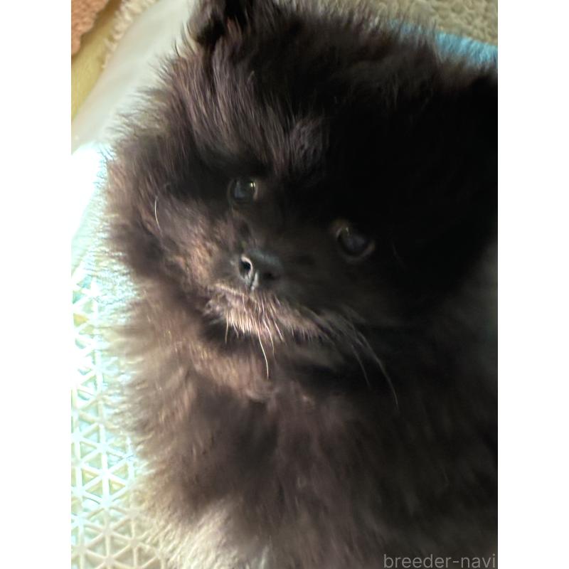 成約済の千葉県のポメラニアン-441582の2枚目