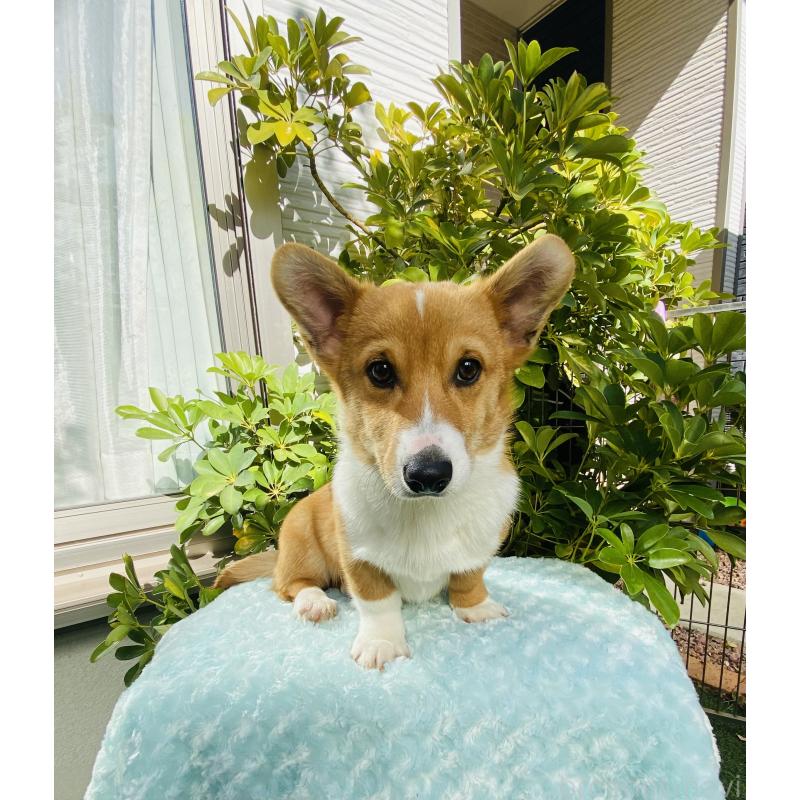 成約済の千葉県のウェルシュコーギーペンブローク-423500の7枚目