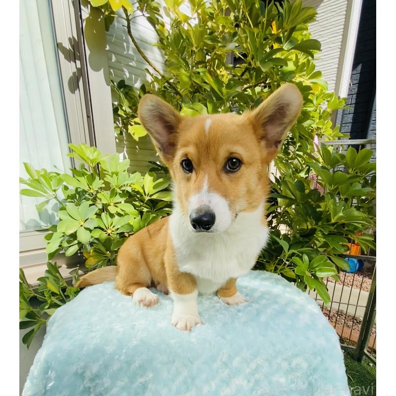 成約済の千葉県のウェルシュコーギーペンブローク-423500の6枚目